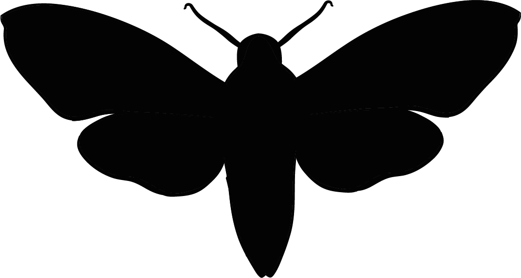 Moth all black